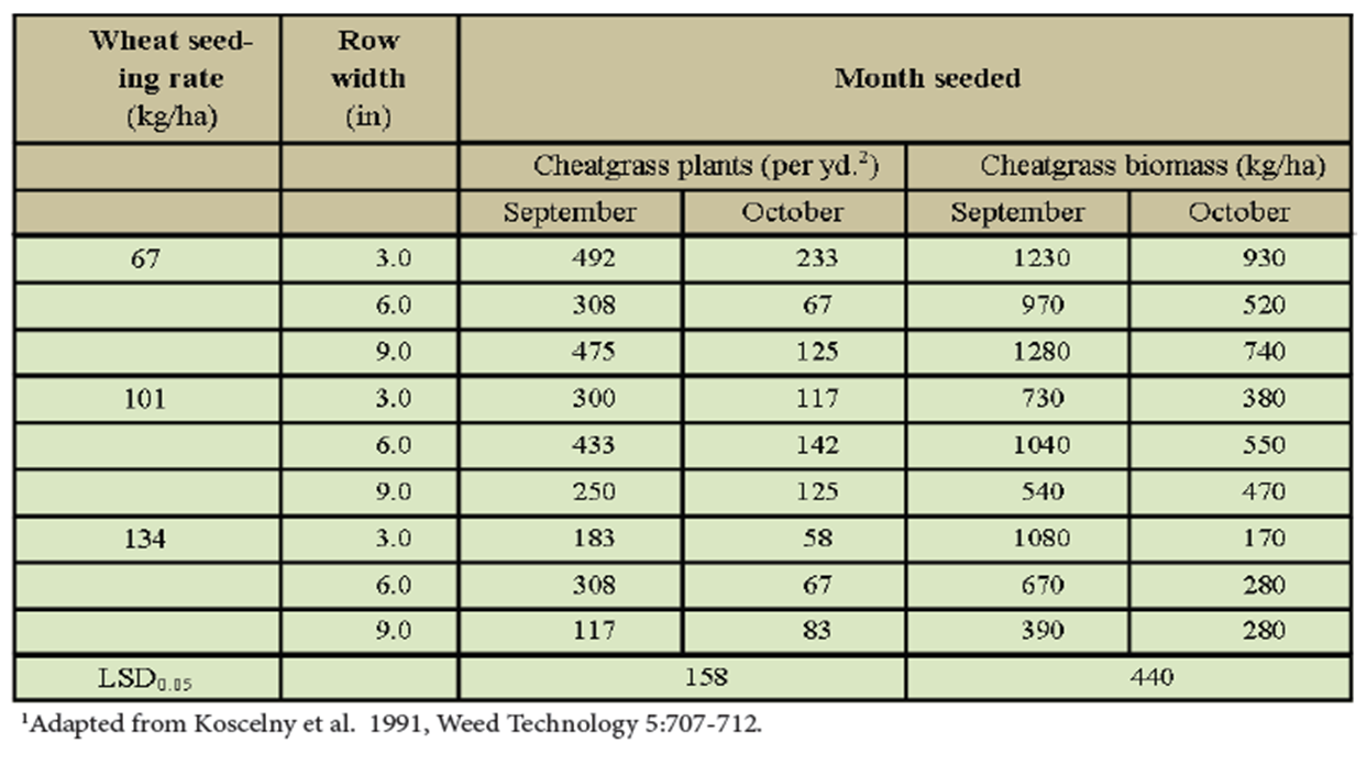 effect of wheat seeding rate